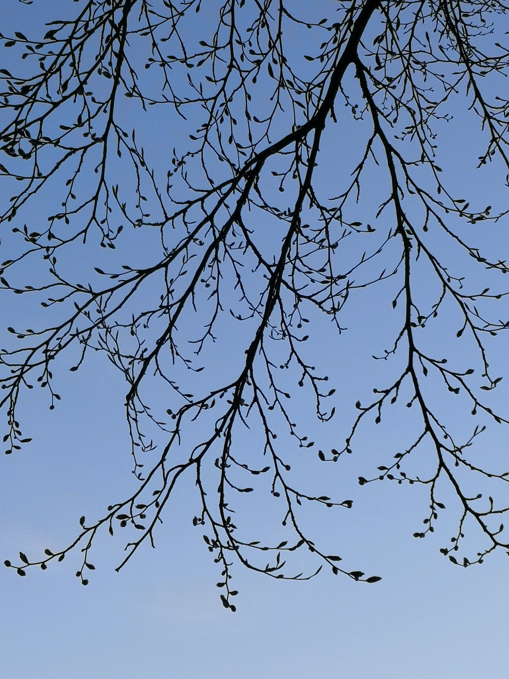 BEECH IN BUD