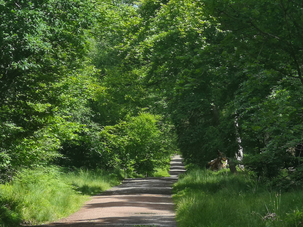 DAPPLED LIGHT IN THE FOREST OF DEAN