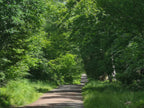 DAPPLED LIGHT IN THE FOREST OF DEAN