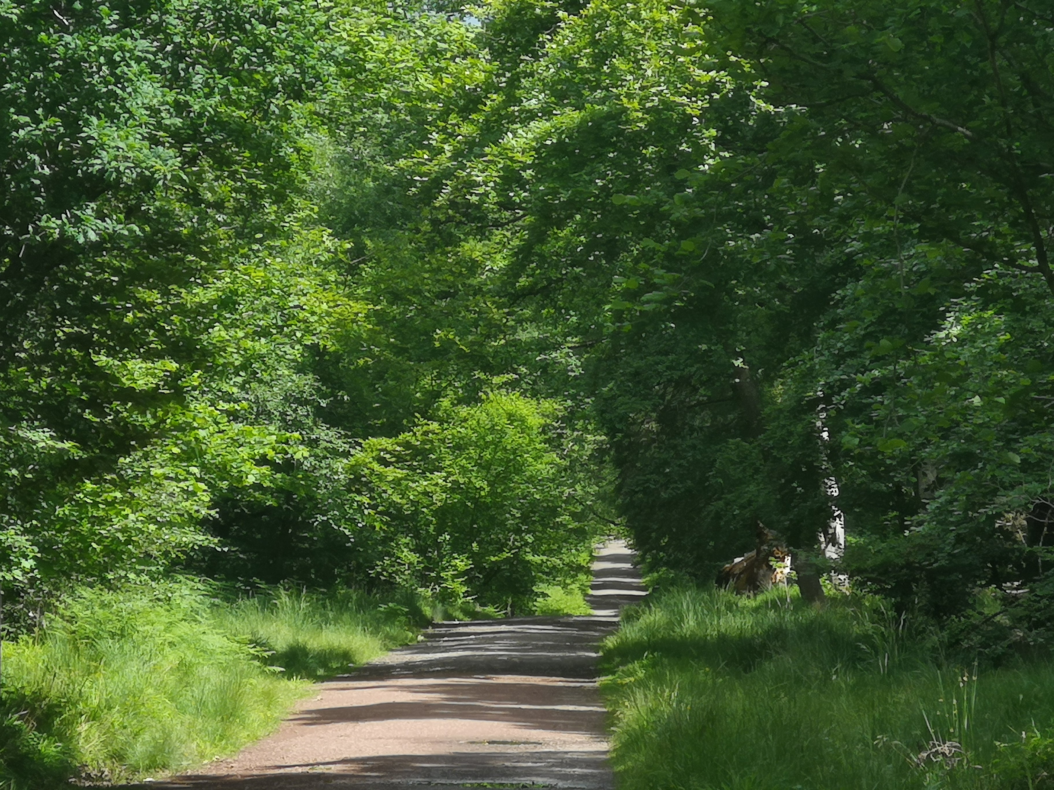 DAPPLED LIGHT IN THE FOREST OF DEAN