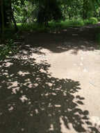 DAPPLED LIGHT IN THE FOREST OF DEAN