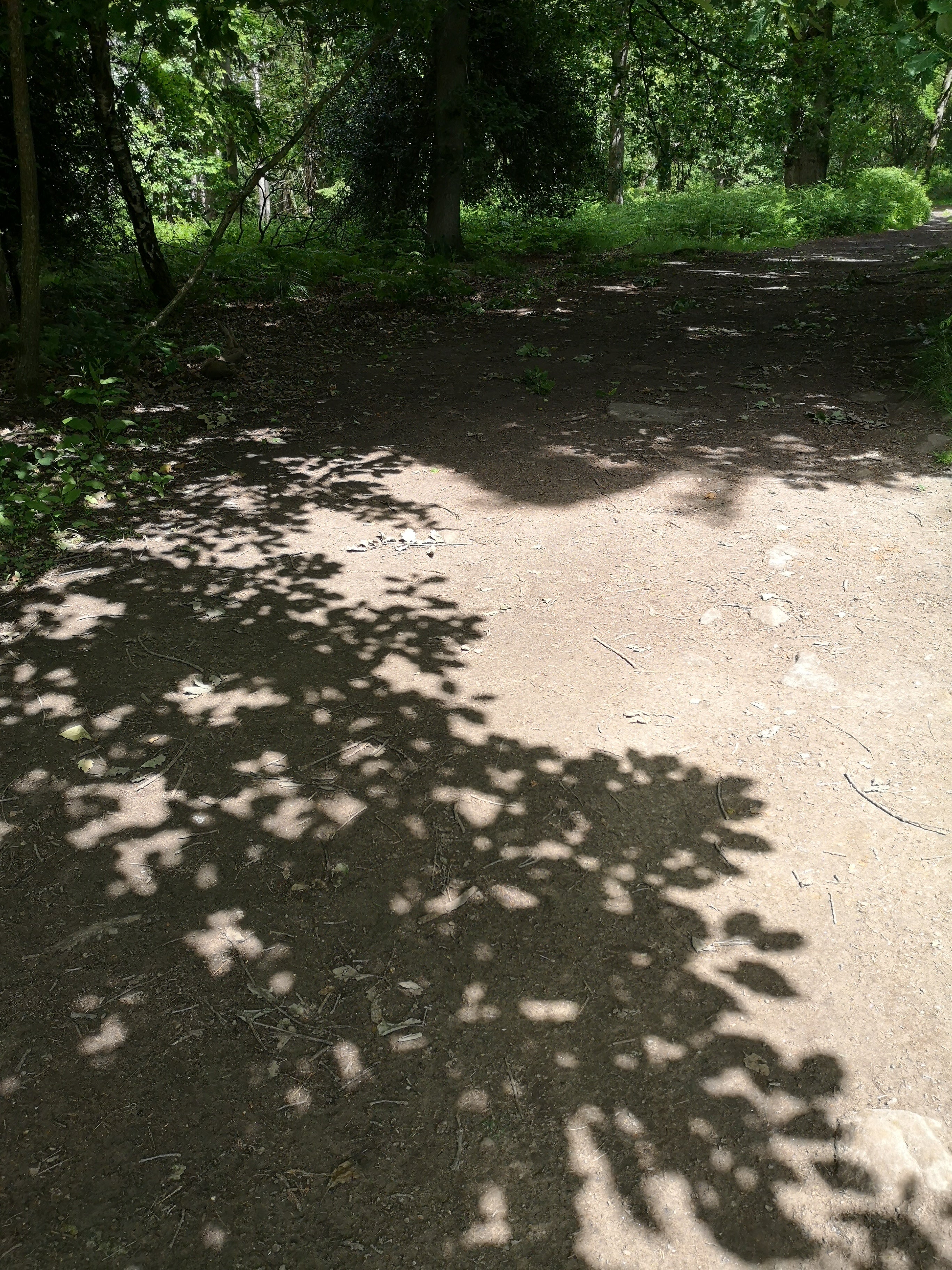 DAPPLED LIGHT IN THE FOREST OF DEAN
