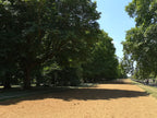 LIME SHADE IN HYDE PARK