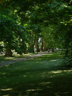 LIME SHADE IN HYDE PARK