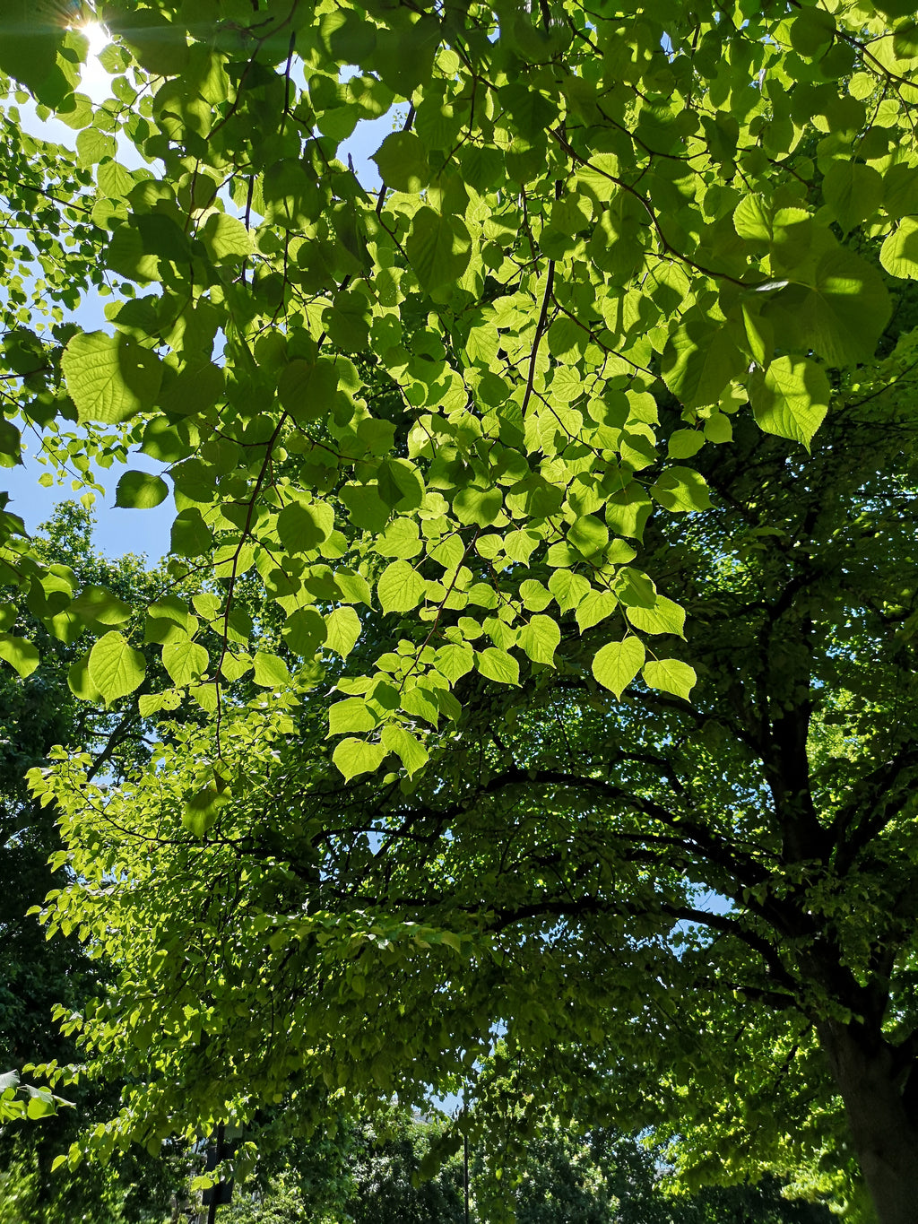LIME SHADE IN HYDE PARK