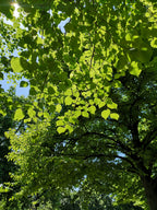 LIME SHADE IN HYDE PARK