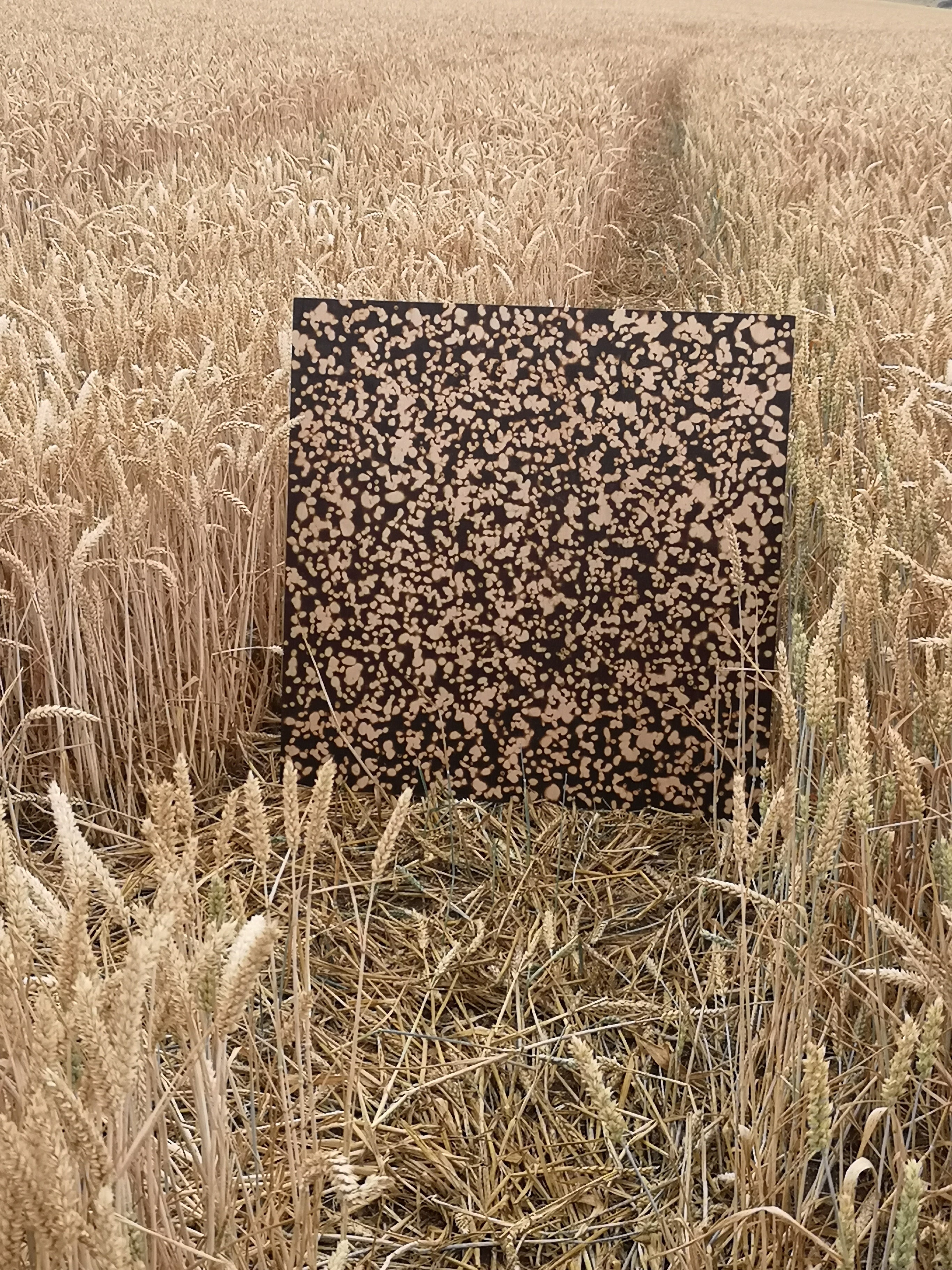 RINGSTEAD BAY SHINGLES