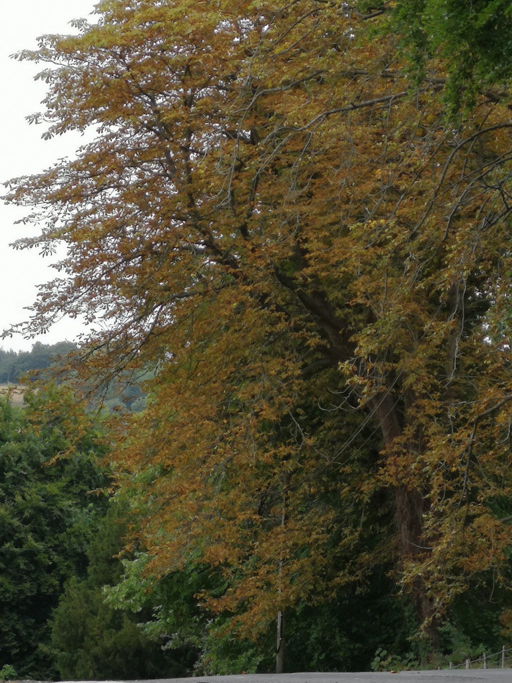 HAZEL - FALSE AUTUMN