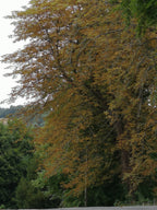 HAZEL - FALSE AUTUMN