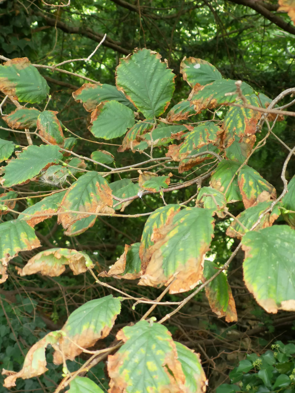 HAZEL - FALSE AUTUMN