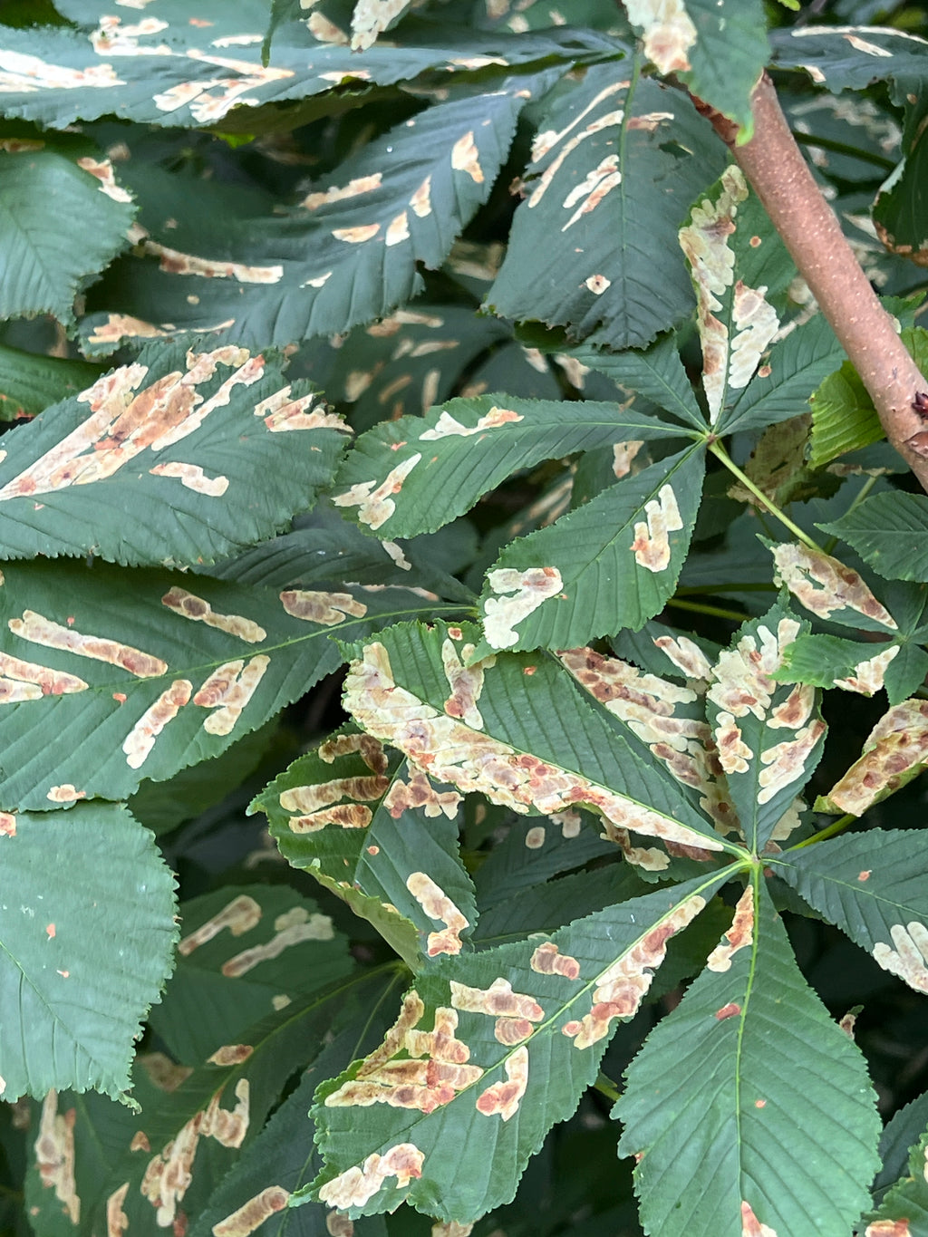HORSE CHESTNUT LEAF MINER