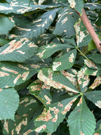 HORSE CHESTNUT LEAF MINER