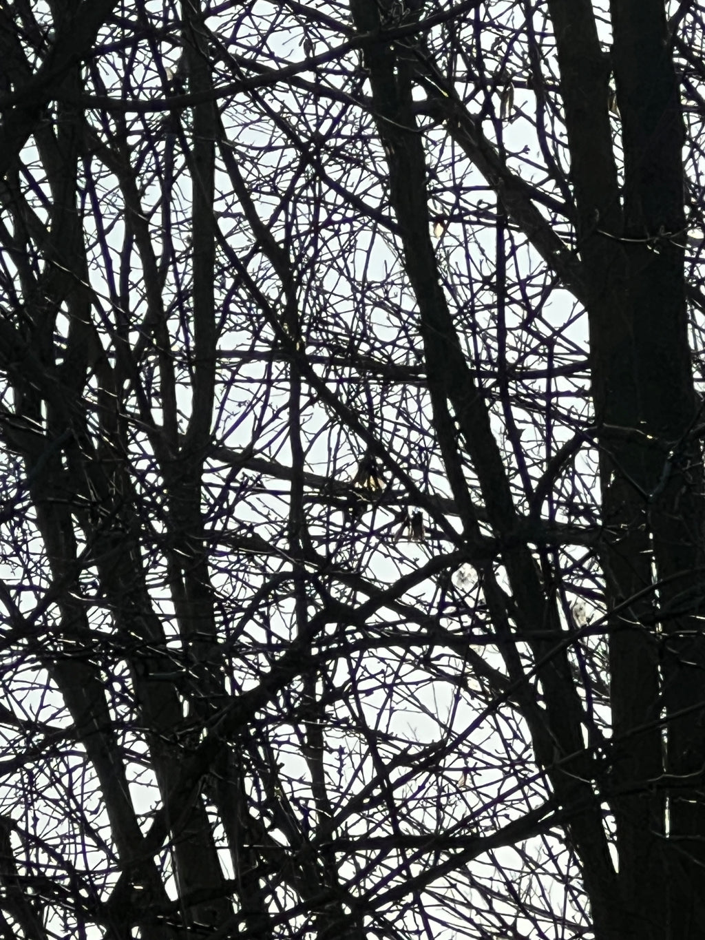 SPIDER WEB OF WINTER HAZEL