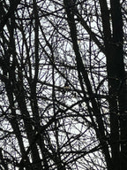 SPIDER WEB OF WINTER HAZEL