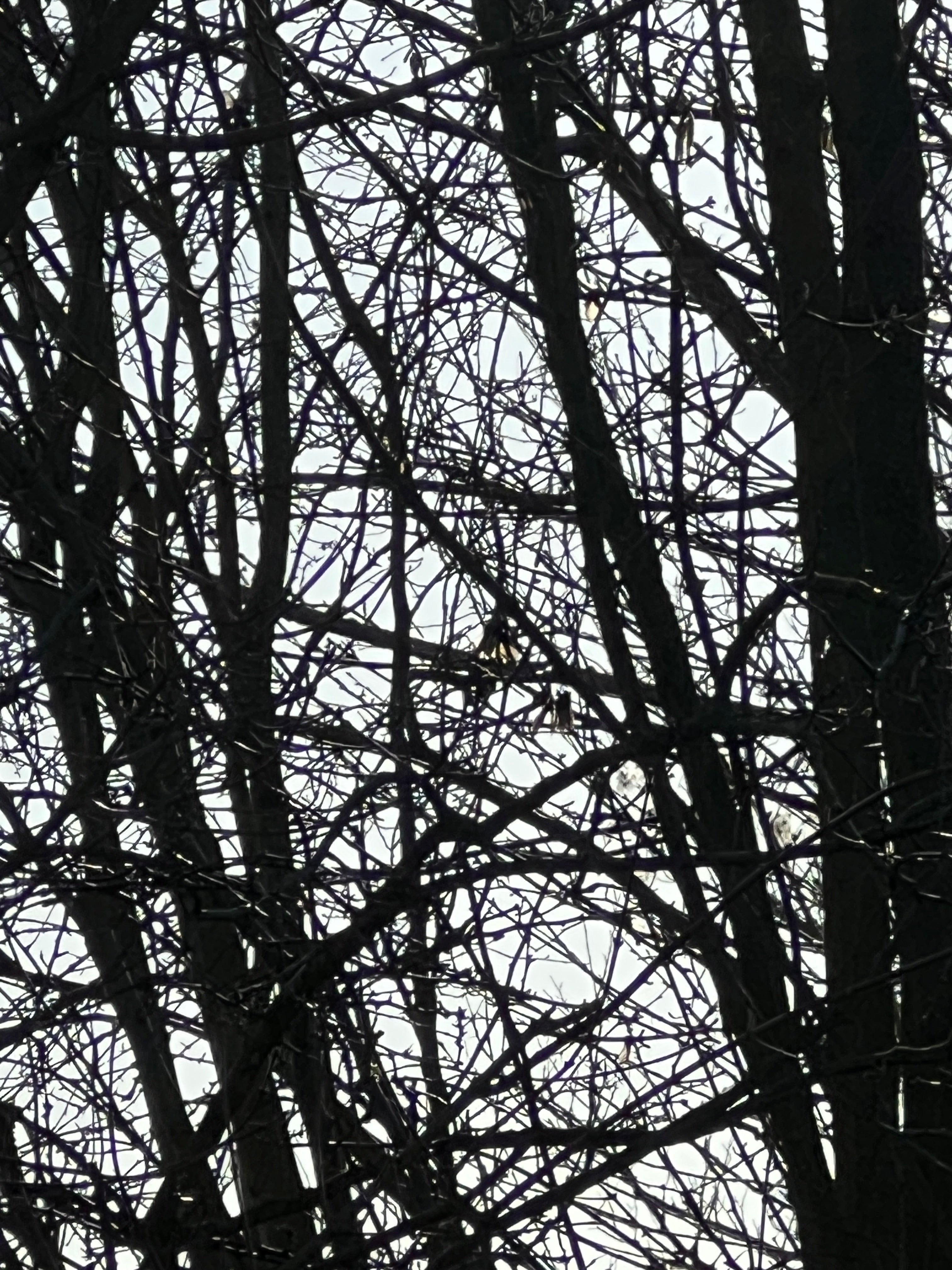 SPIDER WEB OF WINTER HAZEL