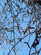 BIRCH IN WINTER AT THE OLD STUDIO