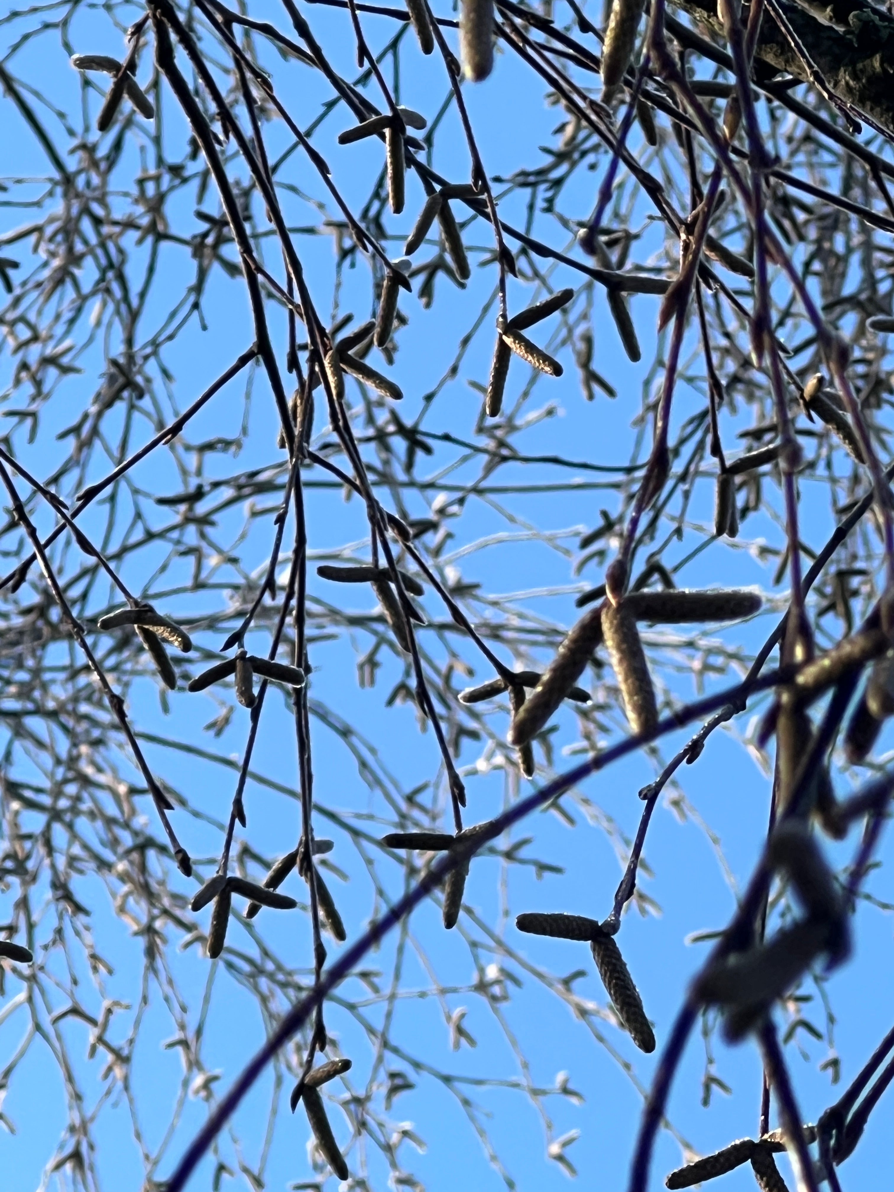BIRCH IN WINTER AT THE OLD STUDIO