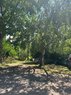 BIRCH AT THE OLD STUDIO IN JULY