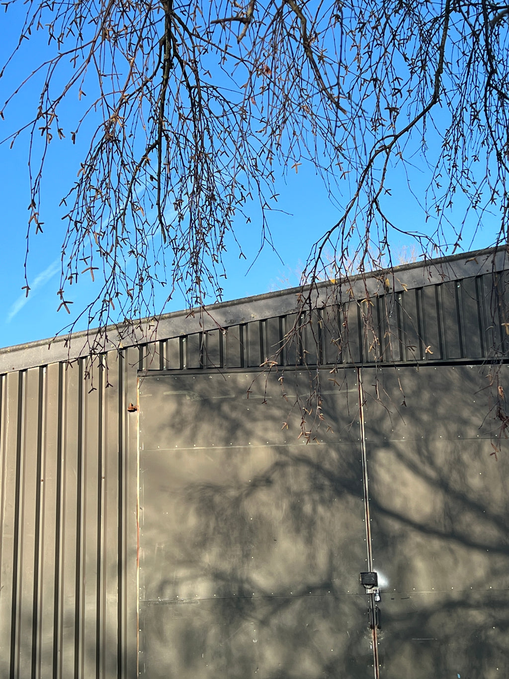BIRCH IN WINTER AT THE OLD STUDIO