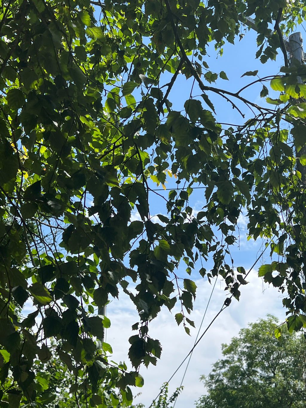 BIRCH AT THE OLD STUDIO IN JULY