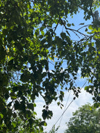 BIRCH AT THE OLD STUDIO IN JULY