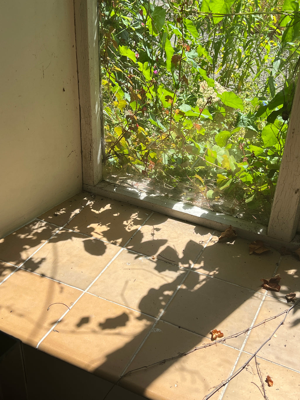 THE FRAGILE HOUSE
