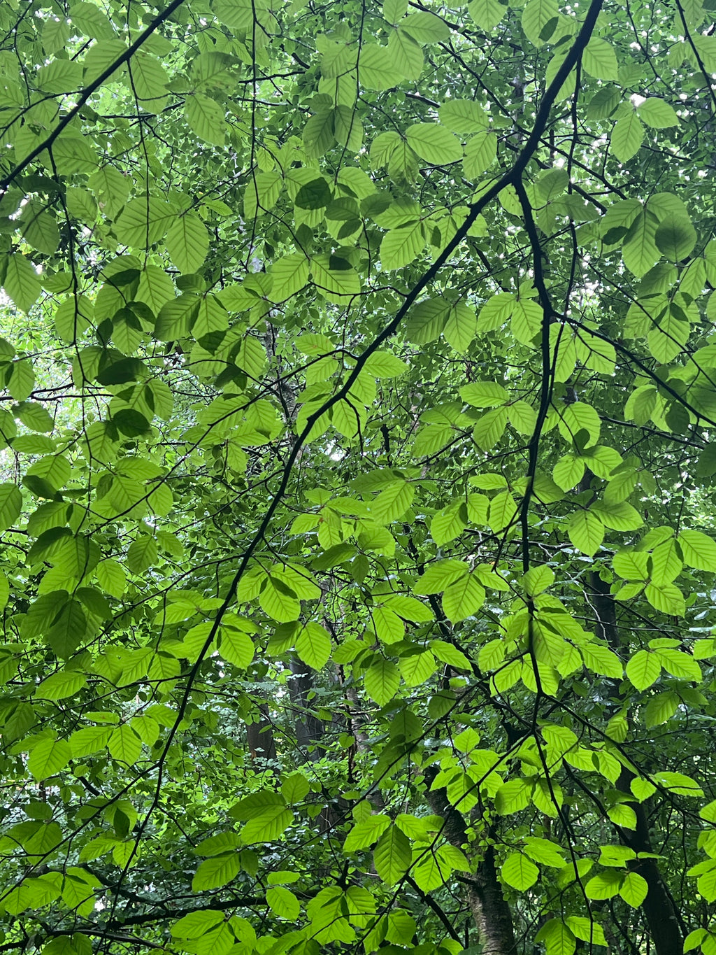 RAIN THROUGH TREES