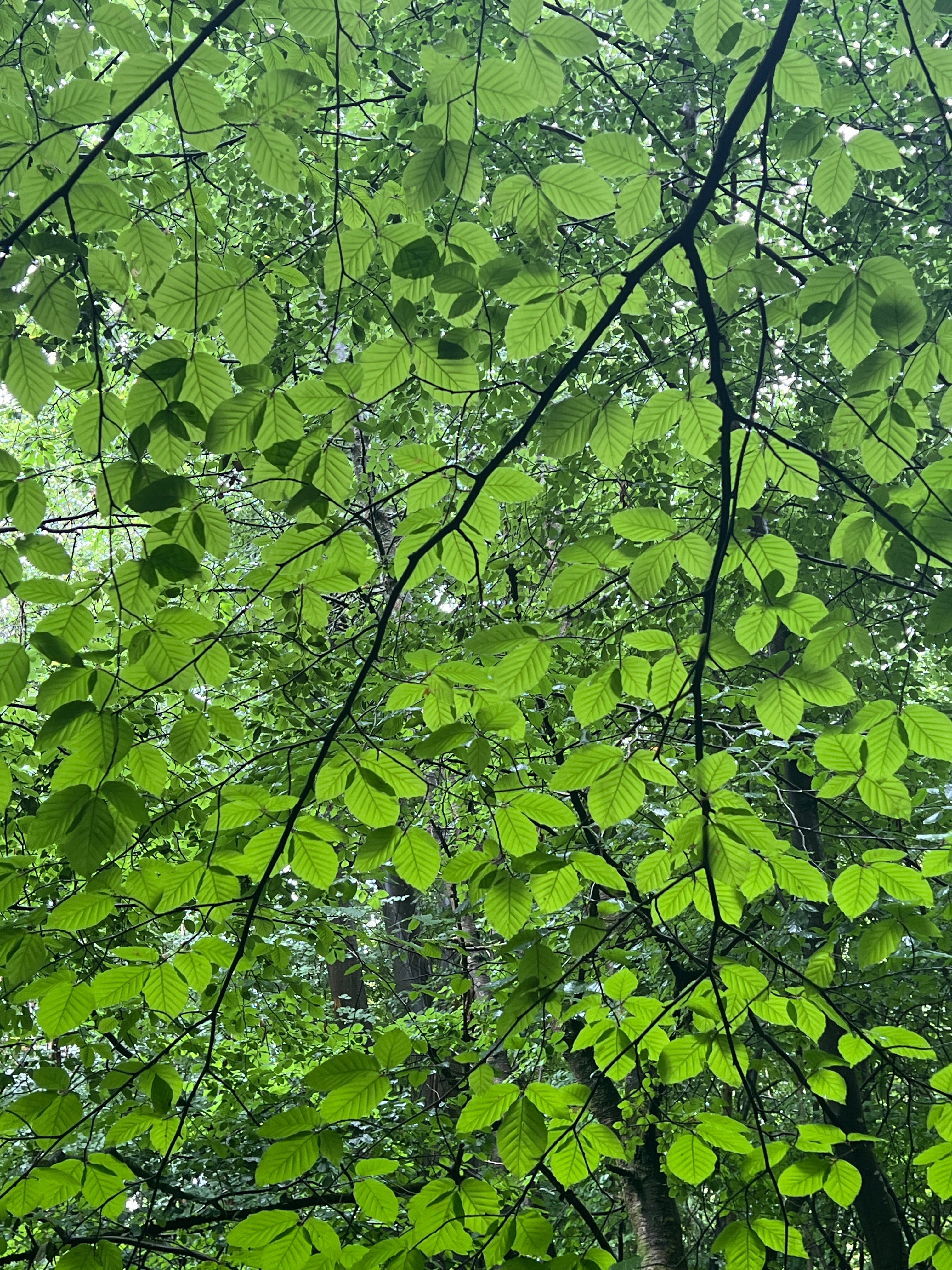 RAIN THROUGH TREES