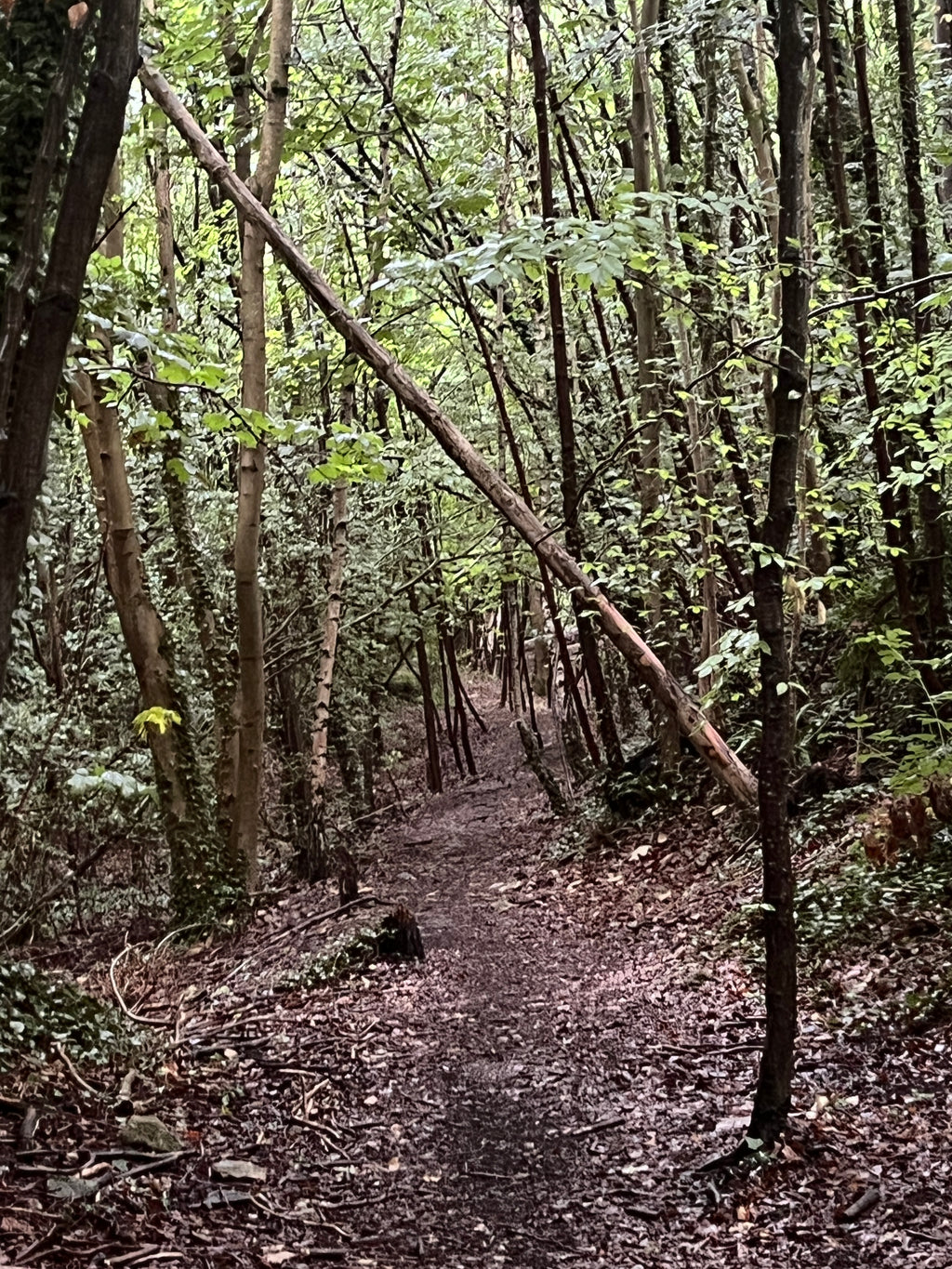 RAIN THROUGH TREES