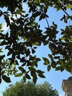 COAST LIVE OAK AT THE OXFORD BOTANICAL GARDEN