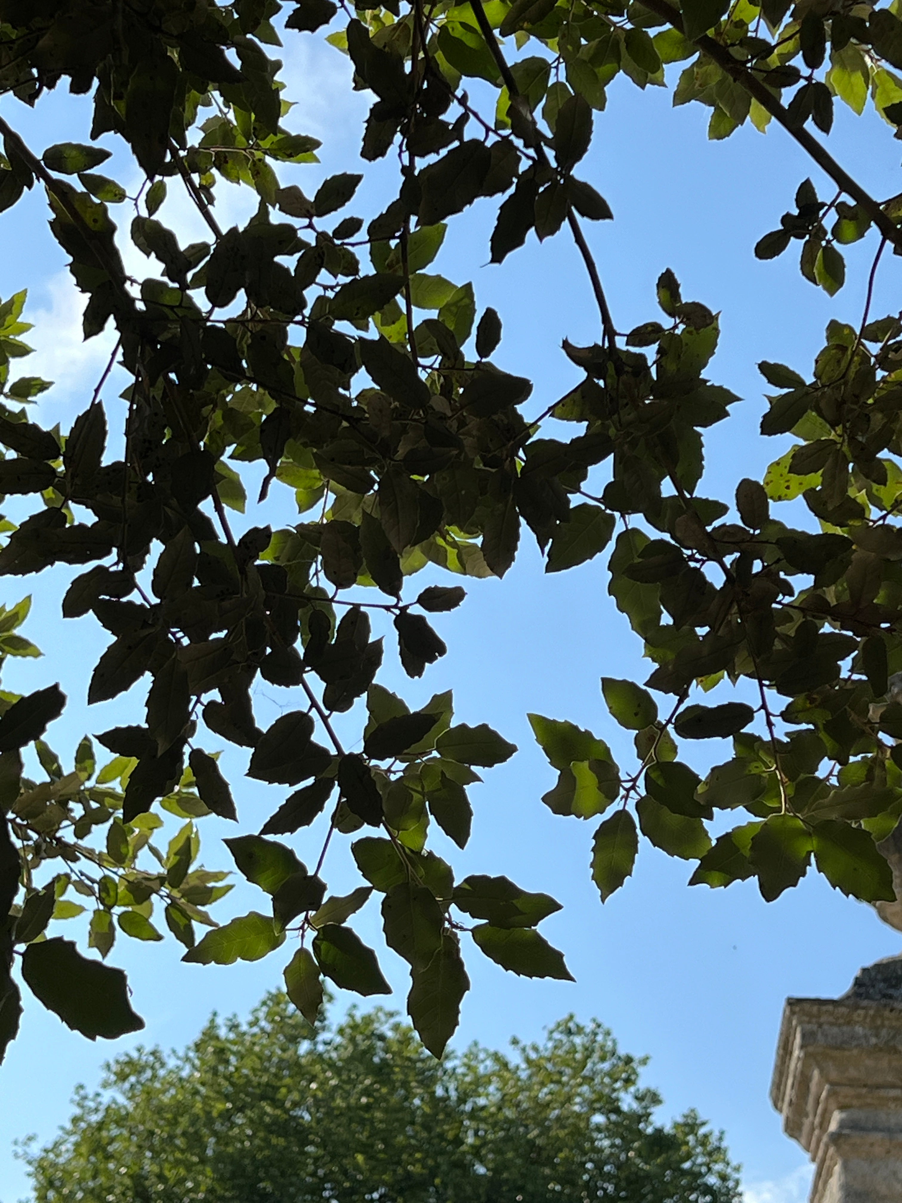 COAST LIVE OAK AT THE OXFORD BOTANICAL GARDEN