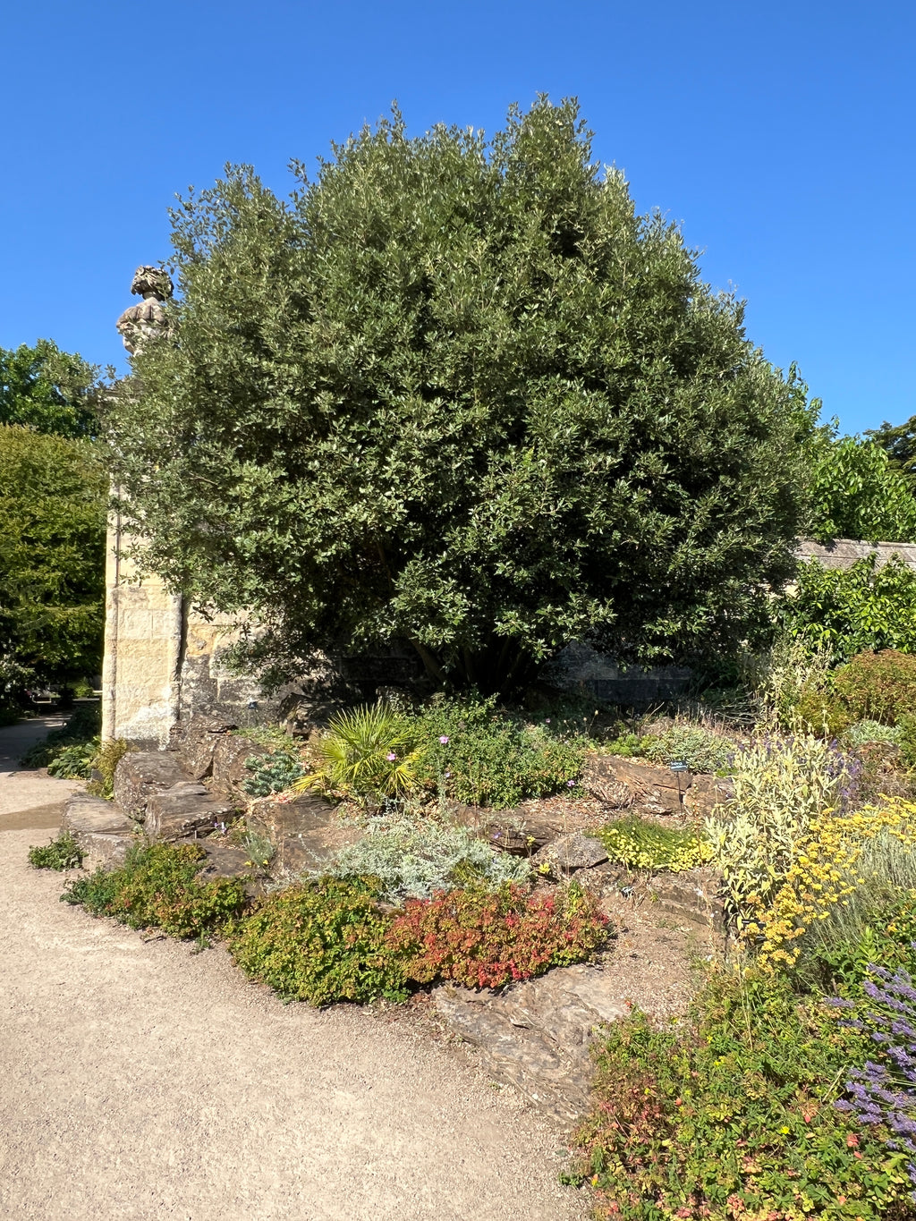 COAST LIVE OAK AT THE OXFORD BOTANICAL GARDEN