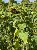 END OF SUMMER SUNFLOWER