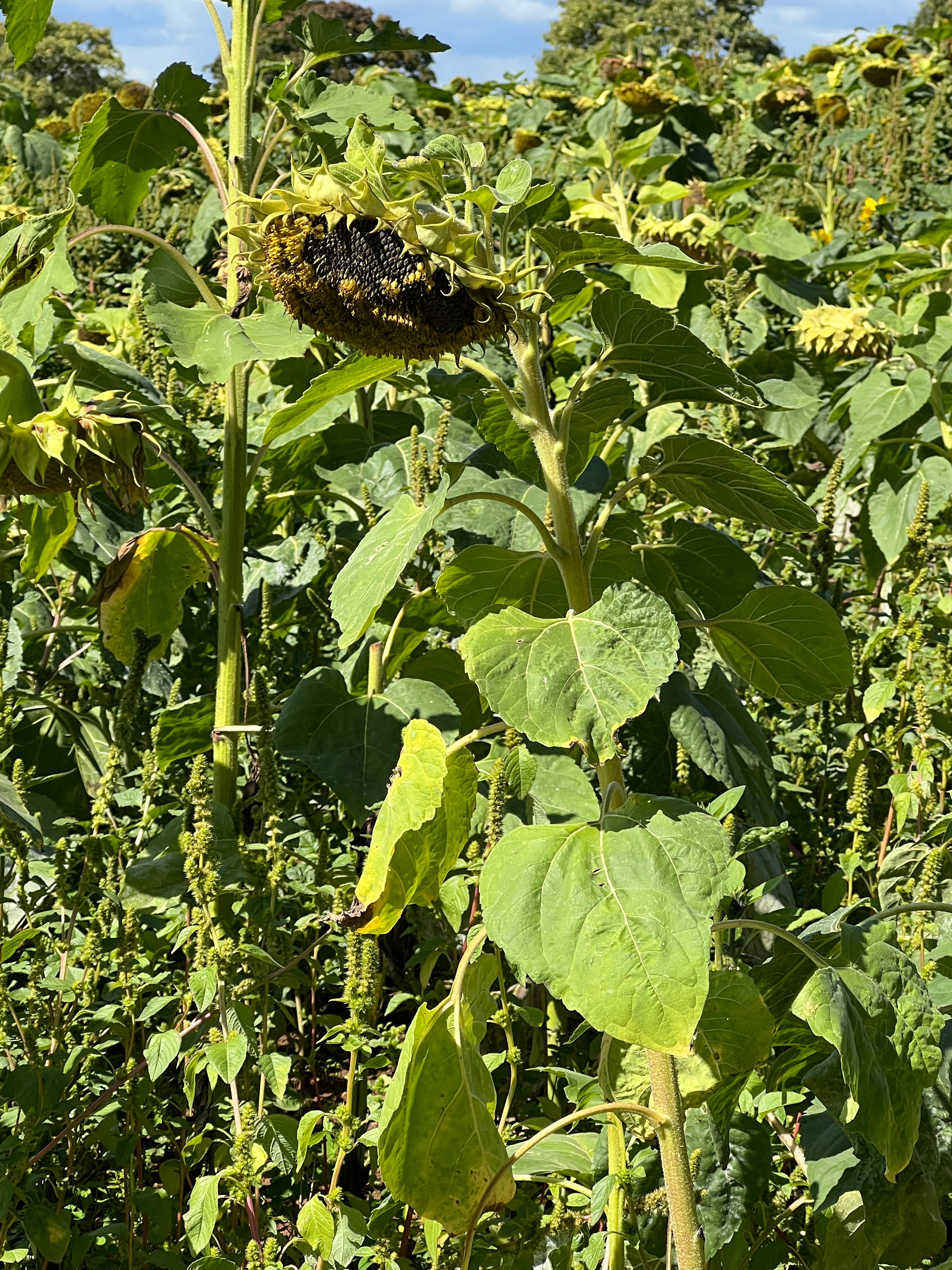END OF SUMMER SUNFLOWER