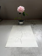 ROSE WITH NIBBLED LEAVES