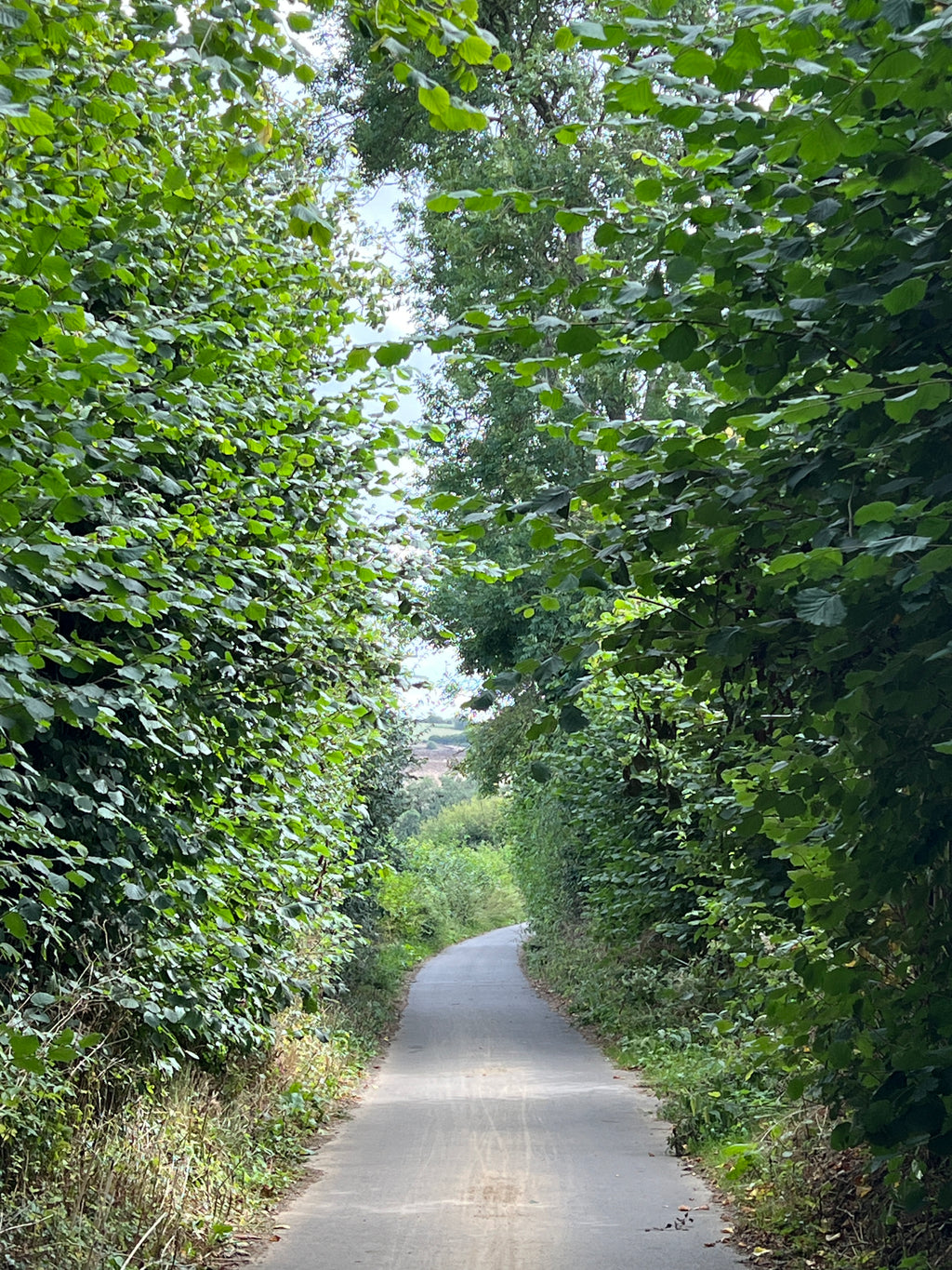 HAZEL SUMMER GROWTH ALONG THE COUNTRY LANE