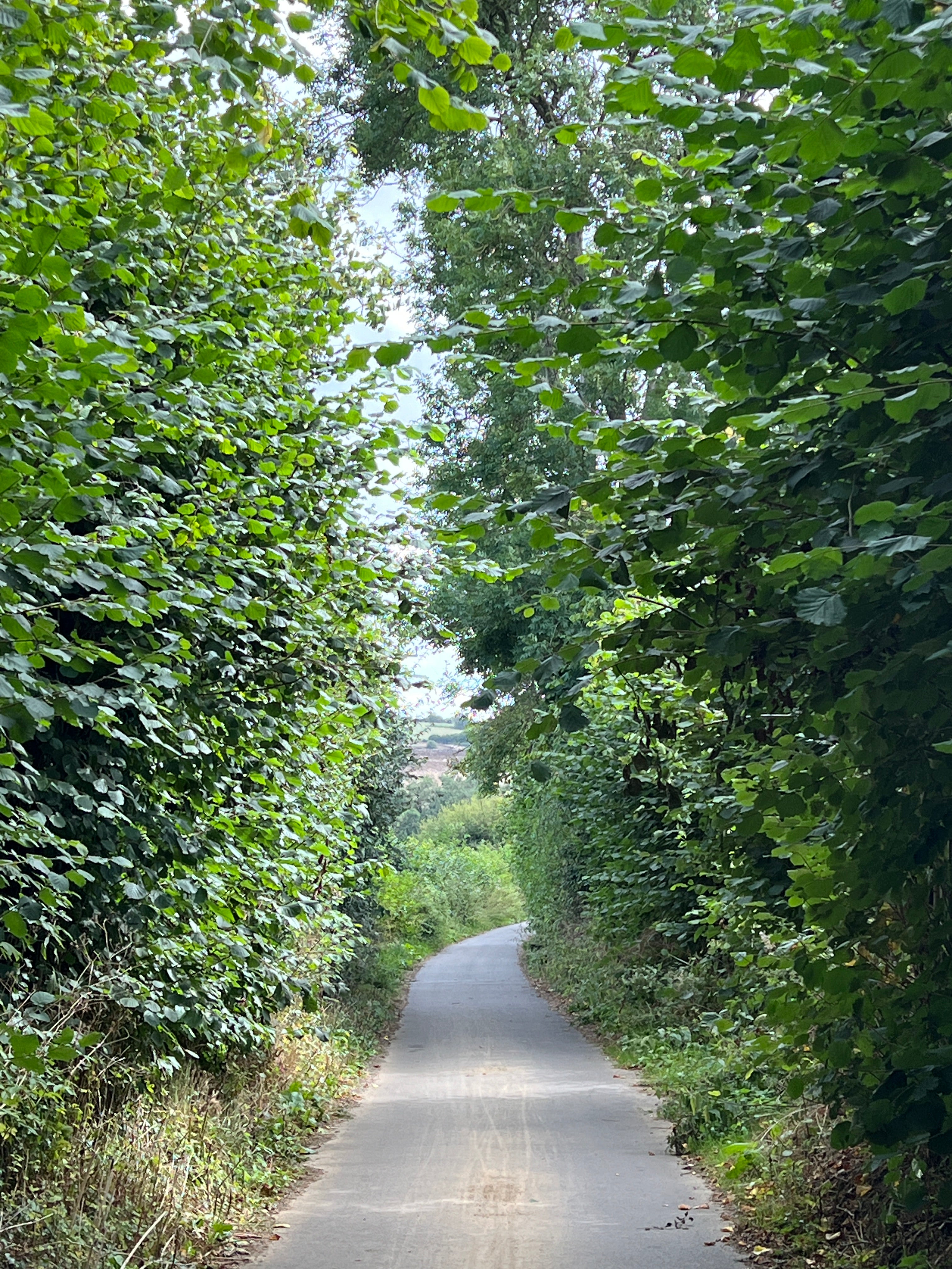 HAZEL SUMMER GROWTH ALONG THE COUNTRY LANE