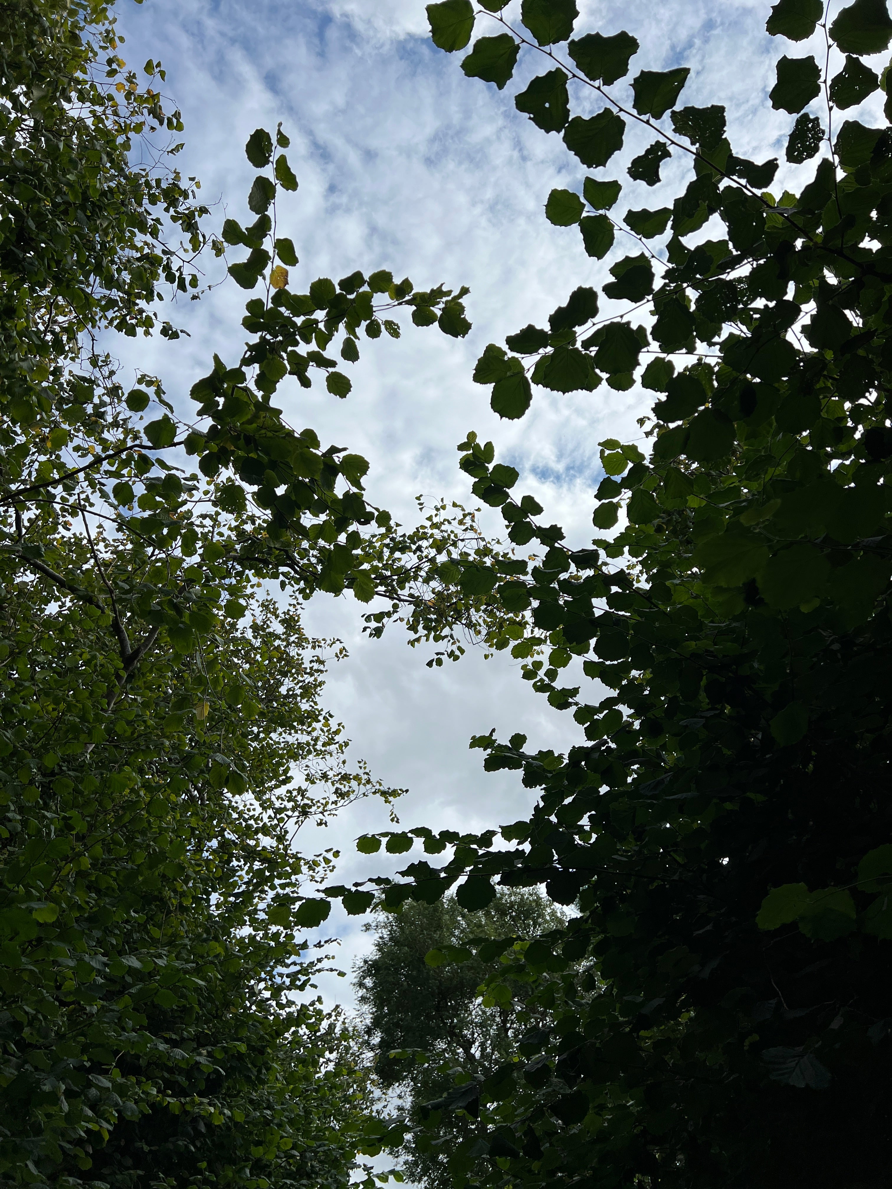 HAZEL SUMMER GROWTH ALONG THE COUNTRY LANE