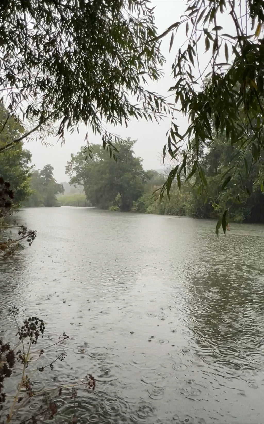 WILLOW IN THE STORM