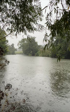 WILLOW IN THE STORM