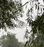 WILLOW IN THE STORM
