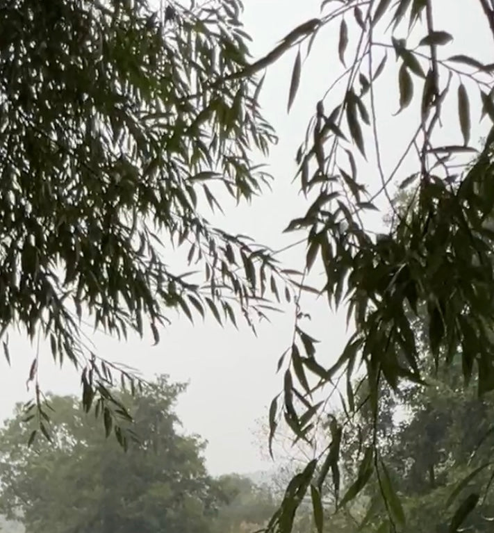 WILLOW IN THE STORM
