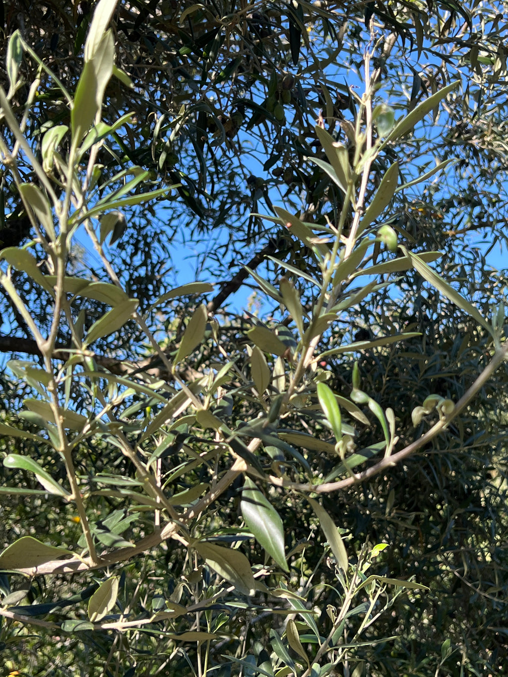 OLIVES PORTUGAL