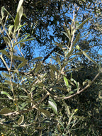 OLIVES PORTUGAL