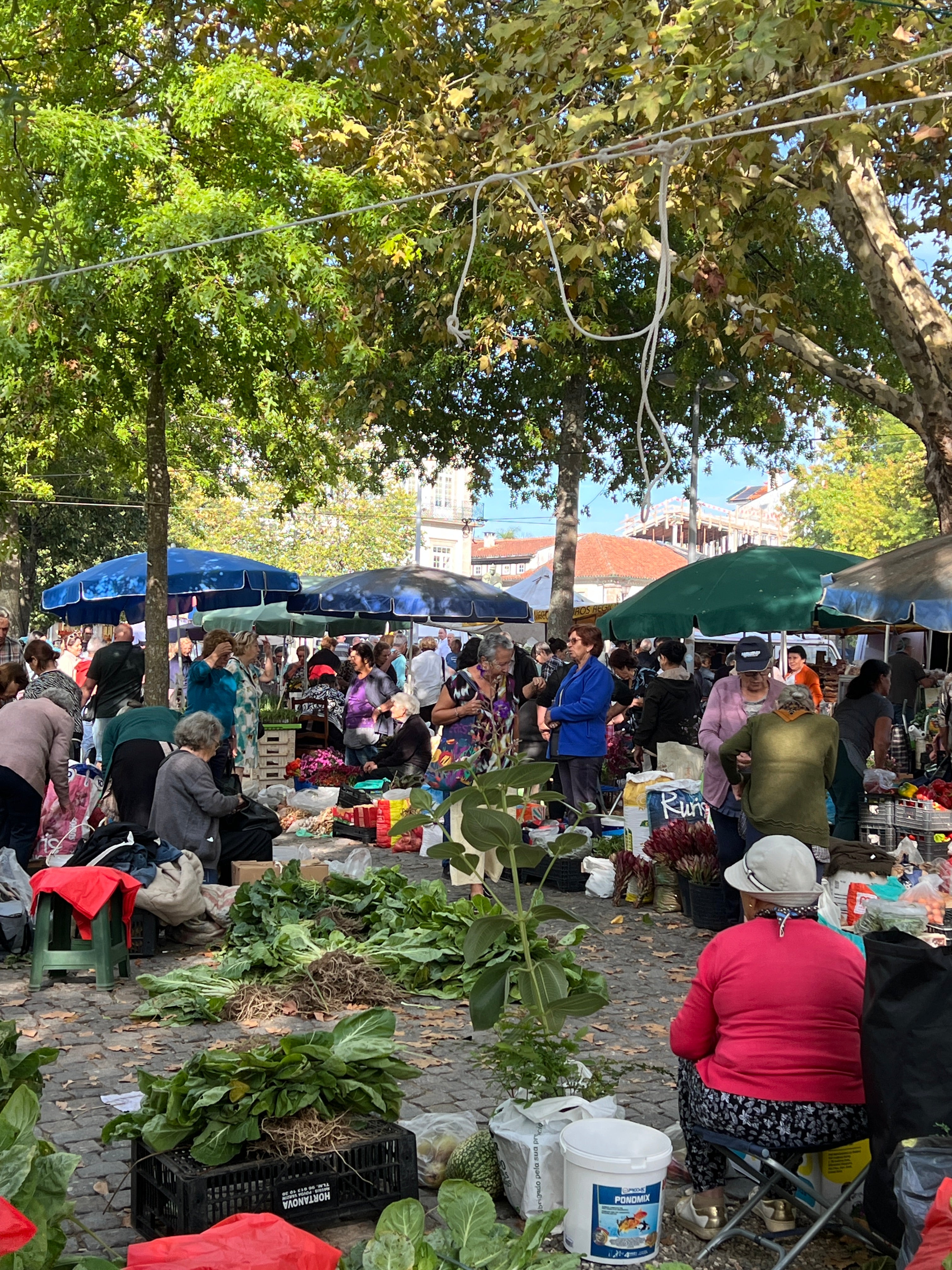 OAKS AT THE PORTUGUESE MARKET