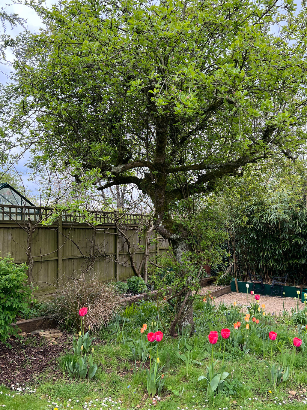 GARDEN ROSE - HIMALAYAN MUSK