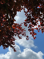 COPPER BEECH IN MAY