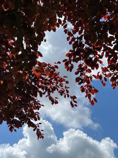 COPPER BEECH IN MAY