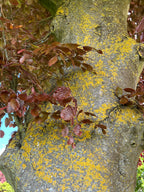 COPPER BEECH IN MAY