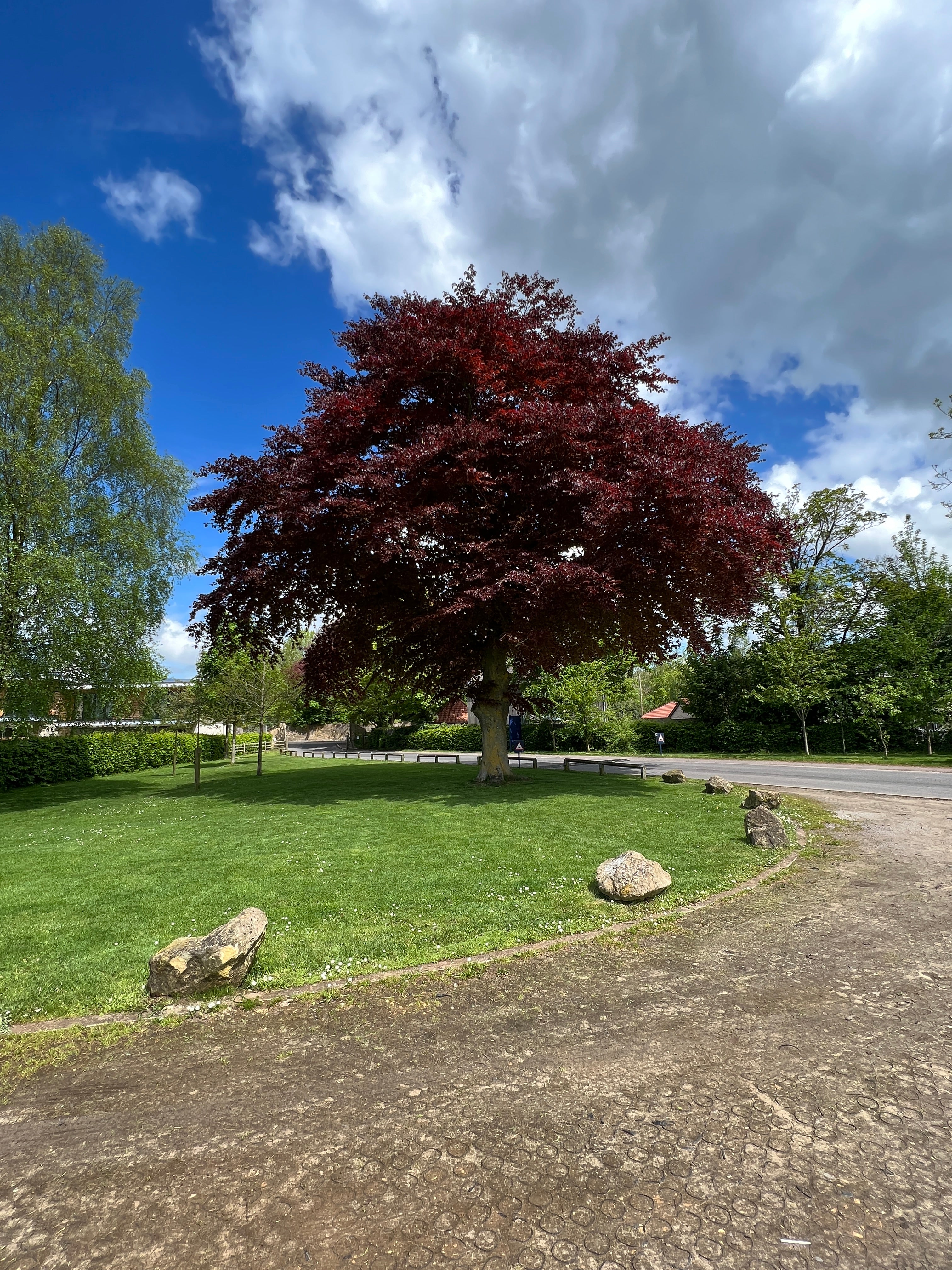 COPPER BEECH IN MAY